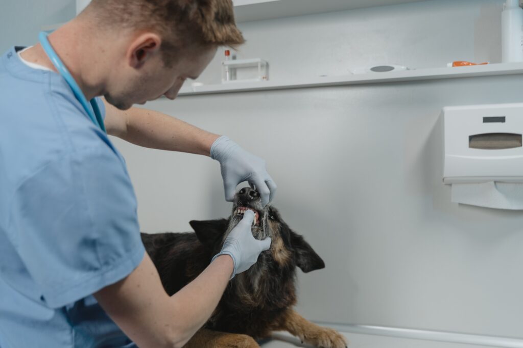 veterinaire qui examine un chien